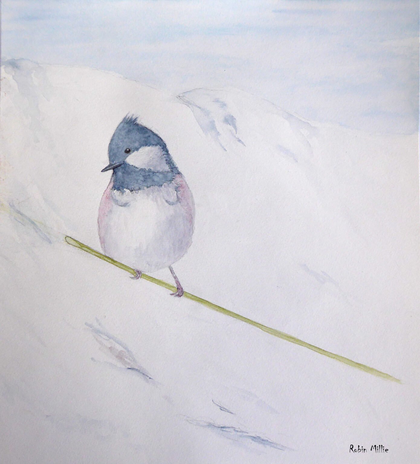 Mésange - Robin Millie